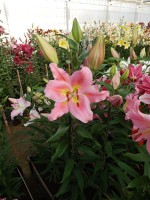 [4365 Roberta DJ No201.JPG]